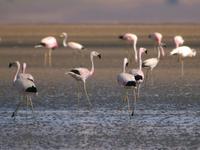 Andean Flamingo (Nick Athanas)