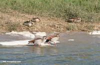 Egyptian Geese, Alopochen aegyptiacus, walking in the shallows of the Kazinga Channel