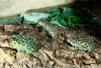 : Bufo viridis viridis; Green Toad