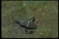 : Leptoglossus sp.; Leaf-footed Bug
