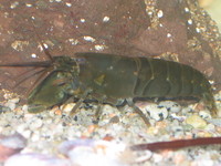 : Betaeus emarginatus; Shrimp
