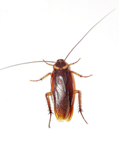 Periplaneta americana - American Cockroach