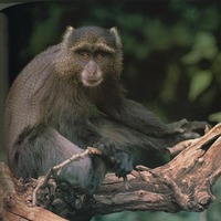 photog of vervet monkey