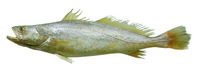 Cynoscion virescens, Green weakfish: fisheries, gamefish