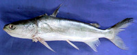 Batrachocephalus mino, Beardless sea catfish: fisheries