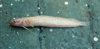 Gaidropsarus macrophthalmus, Bigeye rockling: fisheries