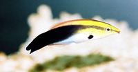 Labroides pectoralis, Blackspot cleaner wrasse: aquarium