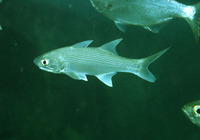 Polydactylus sexfilis, Sixfinger threadfin: fisheries, aquaculture, gamefish, aquarium