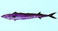 Thyrsitoides marleyi, Black snoek: fisheries