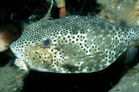 Ostracion nasus, Shortnose boxfish: