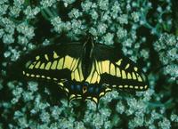 Image of: Papilio zelicaon