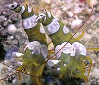 Image of: Thor amboinensis (squat anemone shrimp)