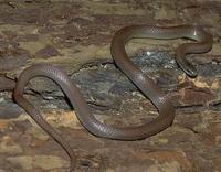 Image of: Contia tenuis (sharp-tailed snake)