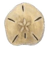 Image of: Leodia sexiesperforata (six holed keyhole urchin)