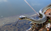 Natrix natrix - Grass Snake