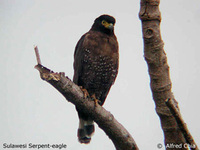 Sulawesi Serpent Eagle - Spilornis rufipectus