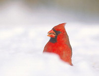 Northern Cardinal (Cardinalis cardinalis) photo