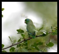 Spectacled Parrotlet - Forpus conspicillatus