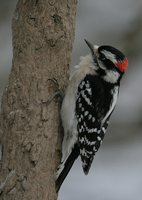 Downy Woodpecker - Picoides pubescens