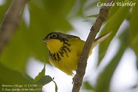 Canada Warbler - Wilsonia canadensis