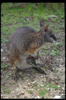 : Macropus eugenii ssp. decres; Tammar Wallaby