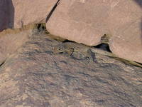 : Quedenfeldtia trachyblepharus