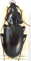 : Pseudoceneus sp.