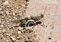 : Trimerotropis pallidipennis; Pallid-winged Grasshopper