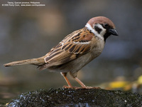 Eurasian Tree Sparrow Scientific name - Passer montanus