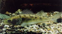 Sander lucioperca, Pike-perch: fisheries, aquaculture, gamefish, aquarium
