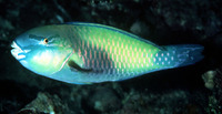 Chlorurus japanensis, Palecheek parrotfish: fisheries, aquarium
