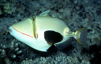 Rhinecanthus verrucosus, Blackbelly triggerfish: fisheries, aquarium