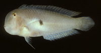 Xyrichtys bimaculatus, Two-spot razorfish: fisheries