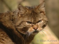 Felis silvestris silvestris - European Wildcat