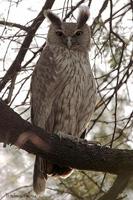 Image of: Bubo coromandus (dusky eagle-owl)