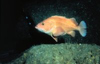 Sebastes ruberrimus - Yelloweye Rockfish