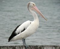 Australian Pelican - Pelecanus conspicillatus
