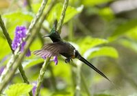 Wire-crested Thorntail - Popelairia popelairii