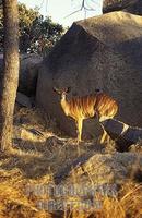 Bushbuck , Tragelaphus scriptus , Lion & Cheetah Park , near Harare , Zimbabwe stock photo