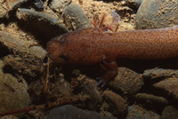: Gyrinophilus porphyriticus; Northern Spring Salamander