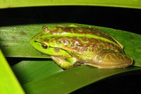 : Litoria raniformis; Southern Bell Frog