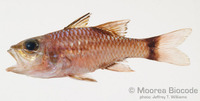 : Pristiapogon kallopterus