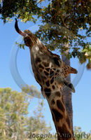 : Giraffa camelopardalis rothschildi; Rothschild's Giraffe