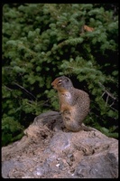 : Spermophilus columbianus; Columbian ground squirrel