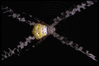 : Argiope sp.; Spider