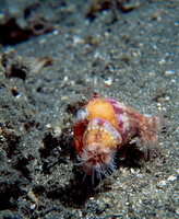 : dardanus pedunculatus; Anemone Hermit Crab