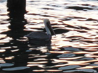 Pelecanus occidentalis Brown Pelican
