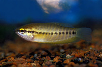 Trichogaster pectoralis, Snakeskin gourami: fisheries, aquaculture, aquarium