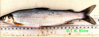 Coregonus pidschian, Humpback whitefish: fisheries, aquaculture