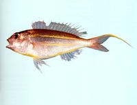 Nemipterus bathybius, Yellowbelly threadfin bream: fisheries
